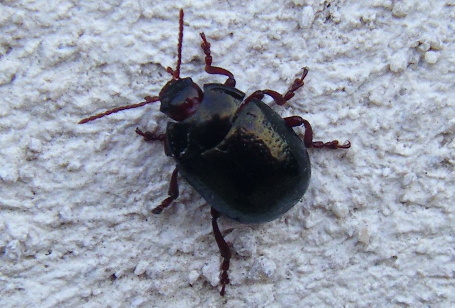 Chrysolina bankii